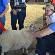 2013 Sheep Show