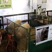 Sheep Breed Exhibit