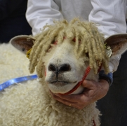 2013 Sheep Show