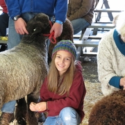 Sheep Show 2013