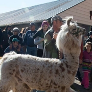 Llama Parade