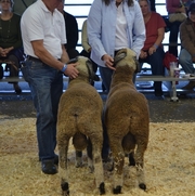 2013 Sheep Show