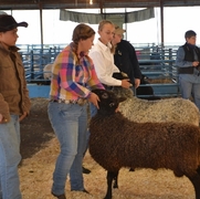 2013 Sheep Show