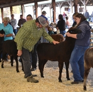 2013 Sheep Show