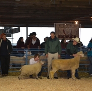 2013 Sheep Show