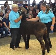 2013 Sheep Show