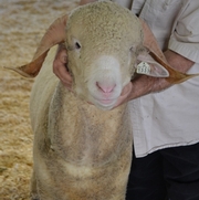 2013 Sheep Show