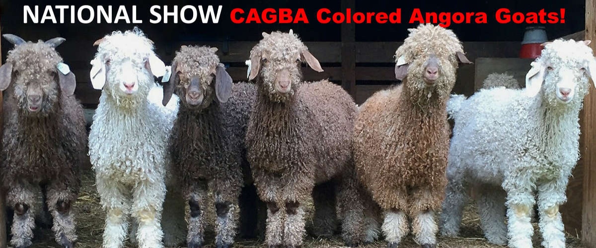 CAGBA National Show