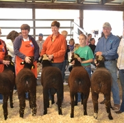 2013 Sheep Show