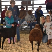 2013 Sheep Show