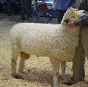 2013 Sheep Show