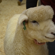 2013 Sheep Show