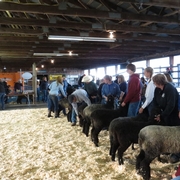 Sheep Show 2013