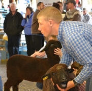 2013 Sheep Show