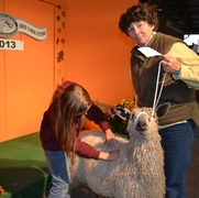 2013 Sheep Show