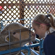 2013 Sheep Show