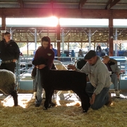 Sheep Show 2013