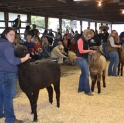 2013 Sheep Show