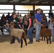 2013 Sheep Show